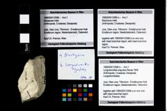 Foto (Objekt + Etikett) von Longodromites angustus (Reuss 1858)  (NHMW-GEO-1990-0041-2586b)